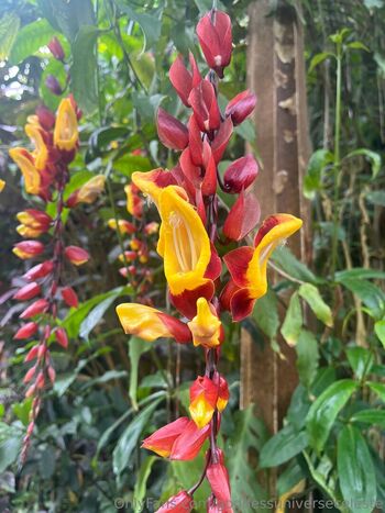 goddessuniverseceleste